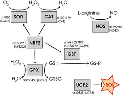 Variability in oxidative stress-related genes (SOD2, CAT, GPX1, GSTP1, NOS3, NFE2L2, and UCP2) and susceptibility to migraine clinical phenotypes and features